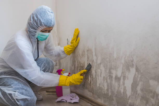 Best Mold Prevention Services  in Rhome, TX